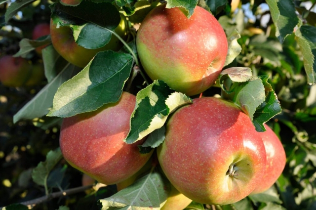 Broeg-Apfel